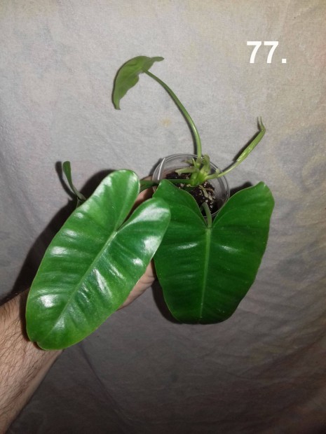 Philodendron burle marx 77.sz