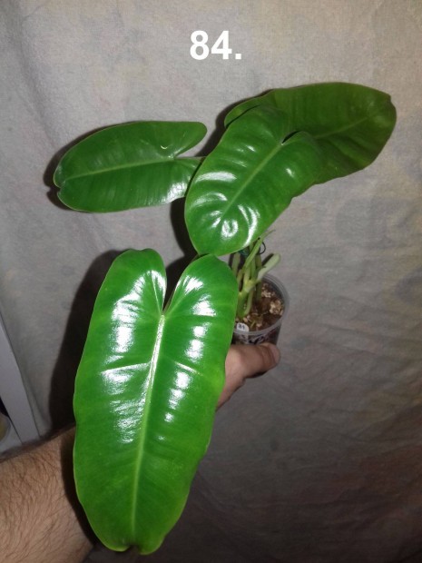 Philodendron burle marx 84.sz