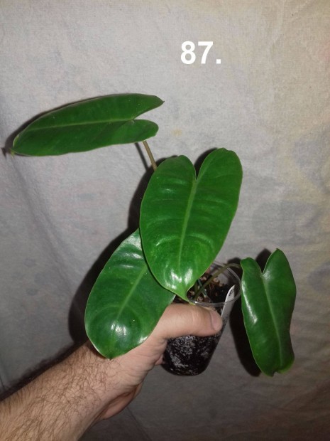 Philodendron burle marx 87.sz