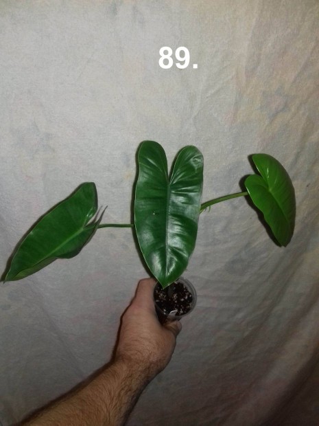 Philodendron burle marx 89.sz