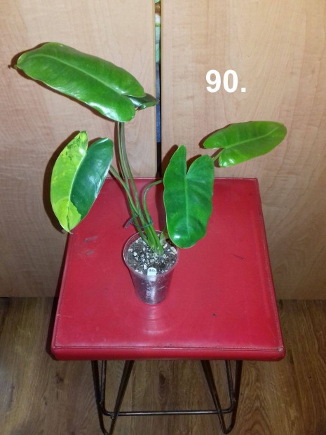 Philodendron burle marx variegata 90.sz