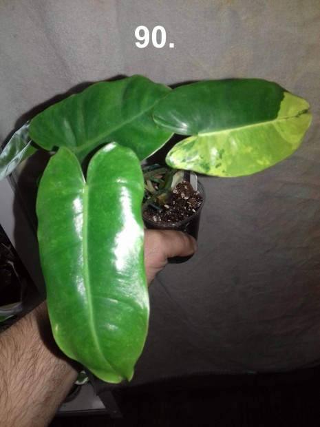 Philodendron burle marx variegata 90.sz