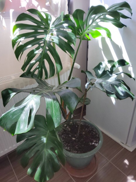 Philodendron elad