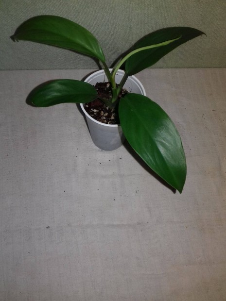 Philodendron emerald green 17