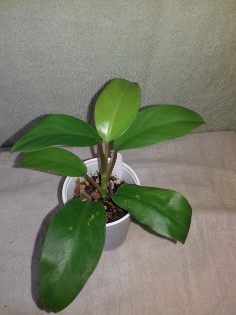 Philodendron emerald green (41.)
