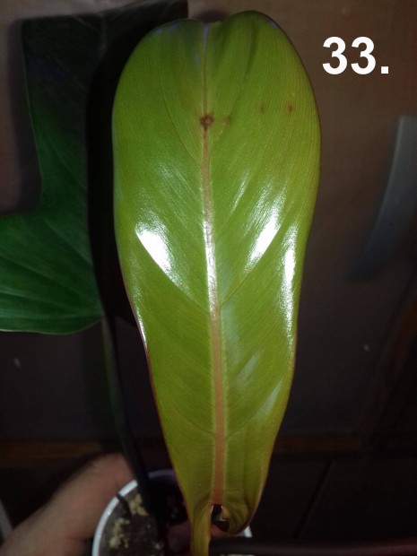Philodendron florida bronze