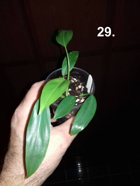 Philodendron hastatum green 29.sz