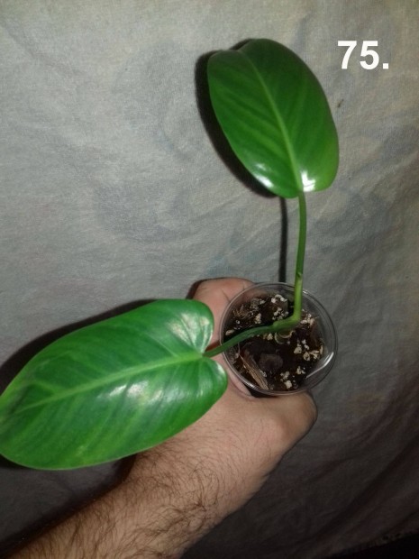 Philodendron hastatum green 75.sz