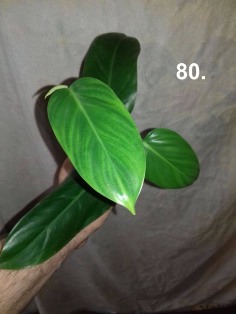 Philodendron hastatum green 80.sz