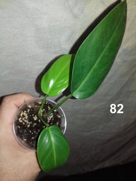 Philodendron hastatum green 82.sz