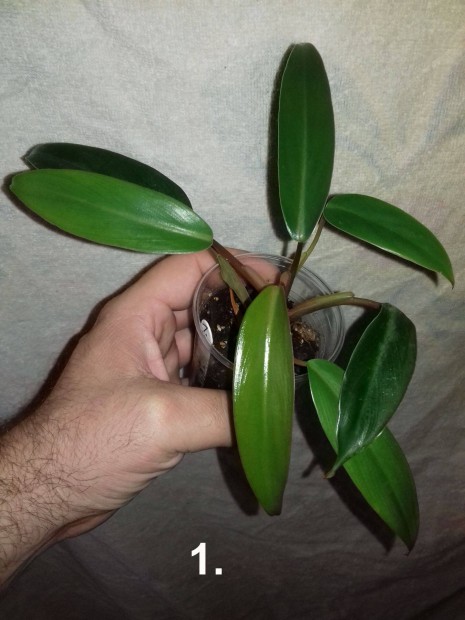 Philodendron mandaianum 1.sz