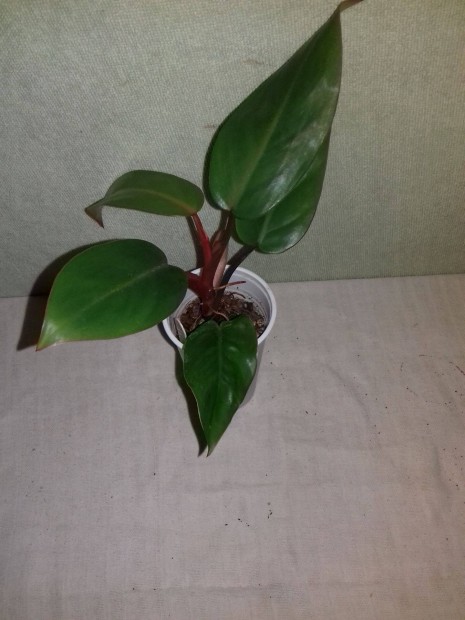 Philodendron mandaianum 29