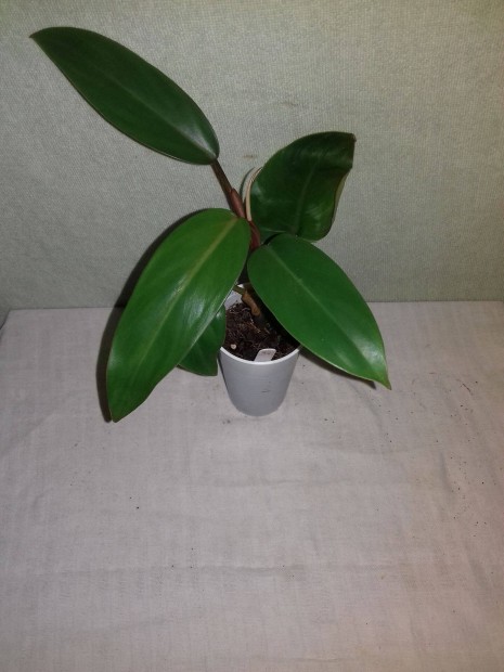Philodendron mandaianum 34