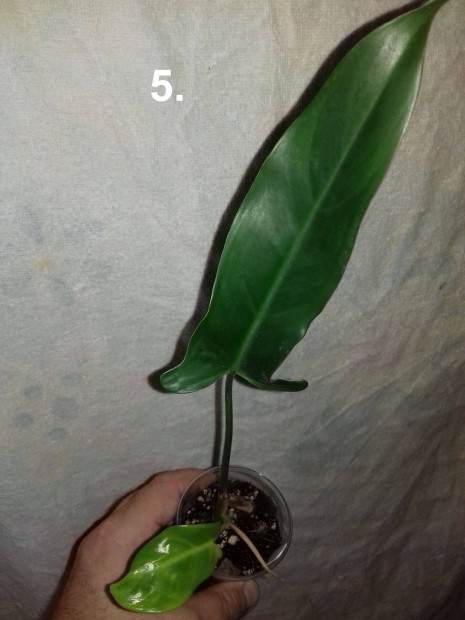 Philodendron mexicanum 5.sz