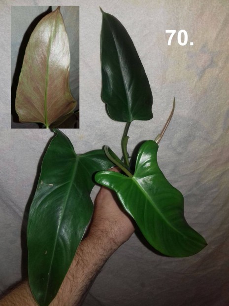 Philodendron mexicanum 70.sz