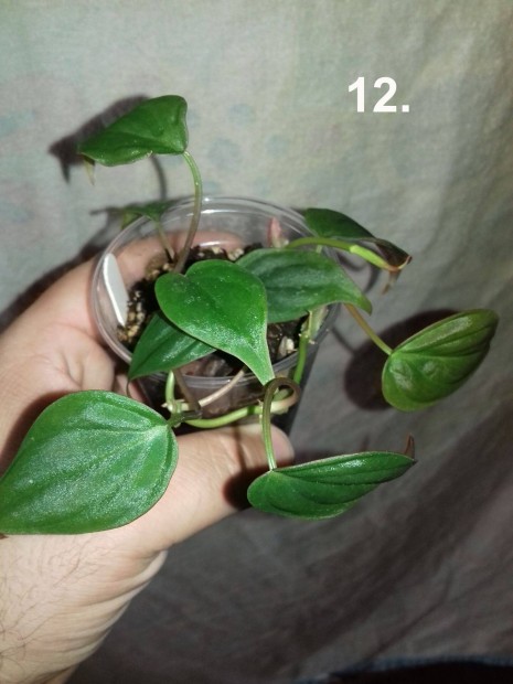 Philodendron micans 12.sz