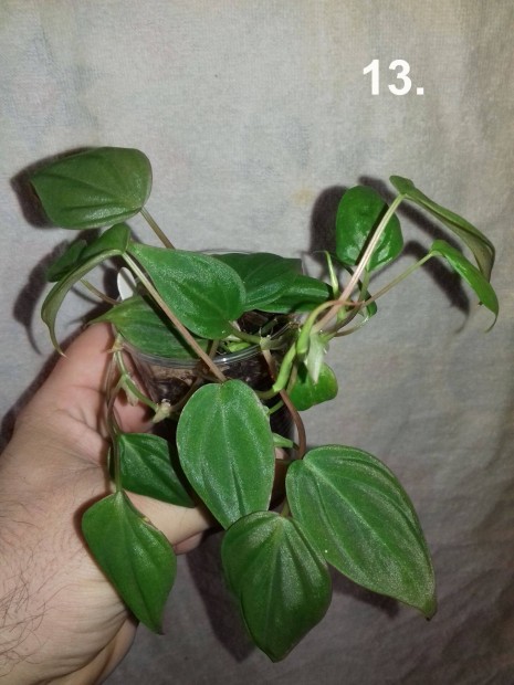 Philodendron micans 13.sz