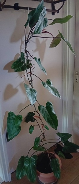 Philodendron mnvny Imre rszre