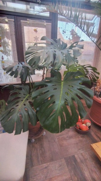 Philodendron plma