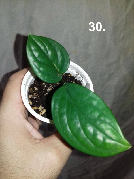 Philodendron pinnatipartita 30.sz