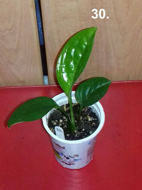 Philodendron pinnatipartita 30.sz