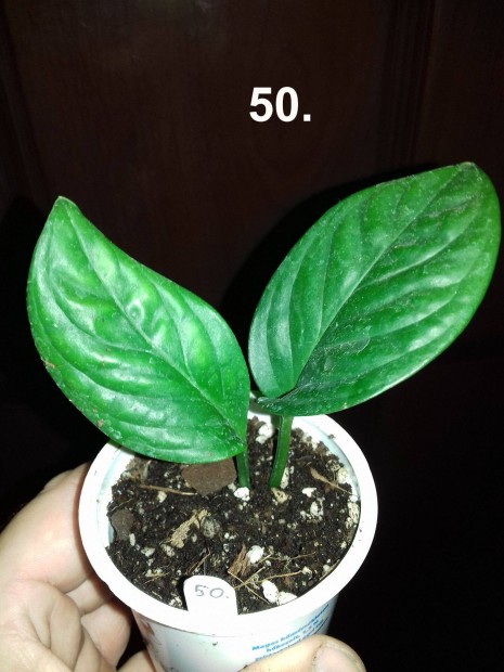 Philodendron pinnatipartita 50.sz