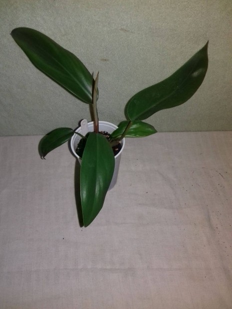 Philodendron red emerald 57