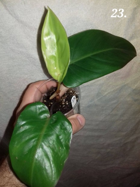 Philodendron red wings 23.sz