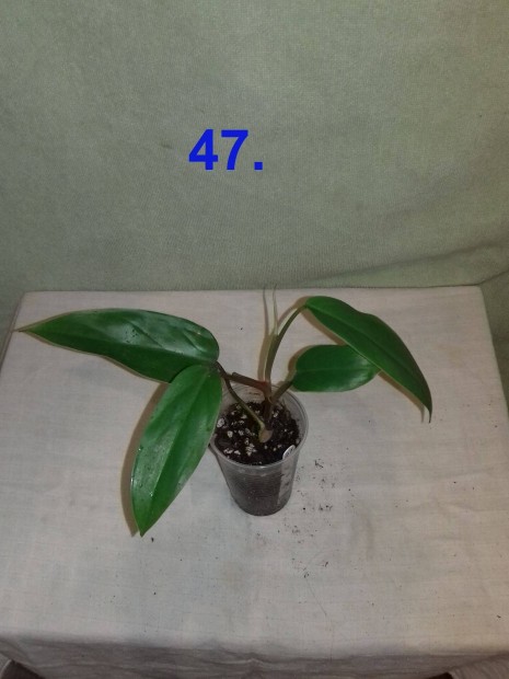 Philodendron red wings 47