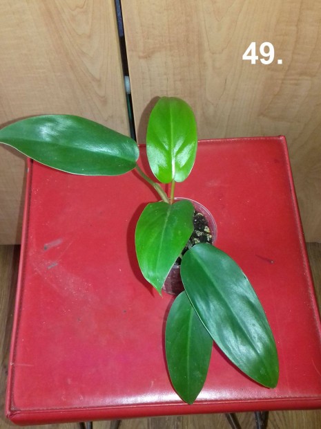 Philodendron red wings 49.sz