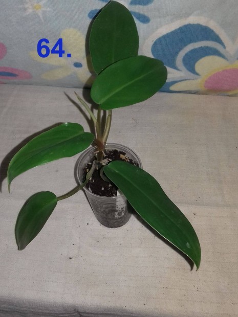 Philodendron red wings 64.sz