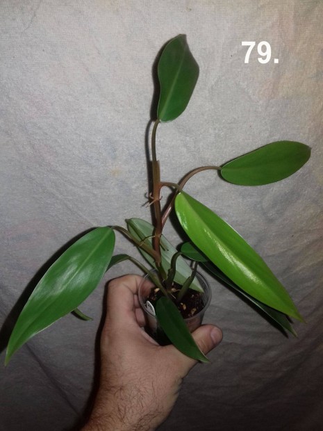 Philodendron red wings 79.sz