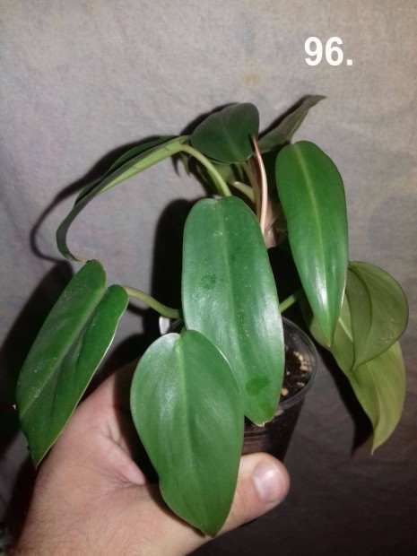 Philodendron red wings 96.sz