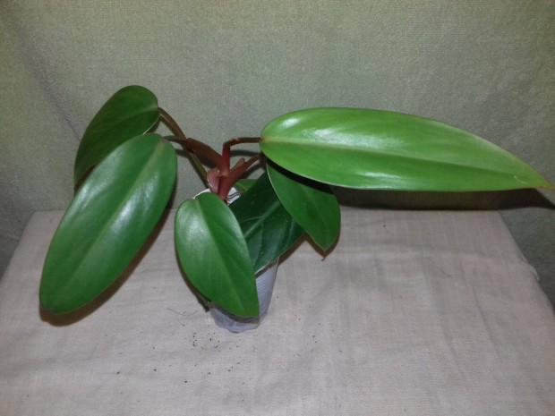 Philodendron red wings (67.)