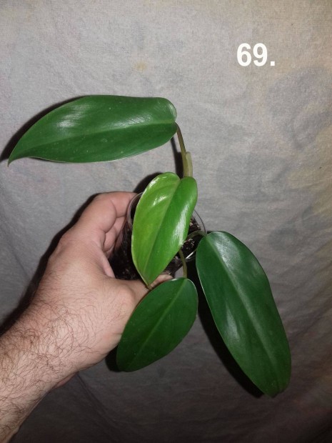 Philodendron redemerald 69.sz