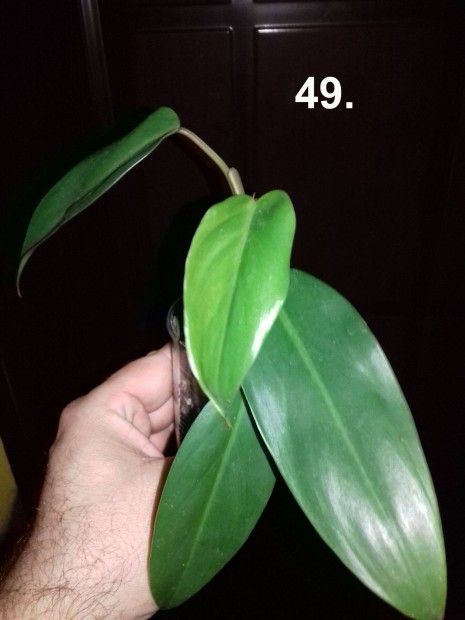 Philodendron redwings 49. sz