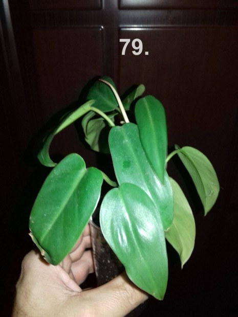 Philodendron redwings 79.sz