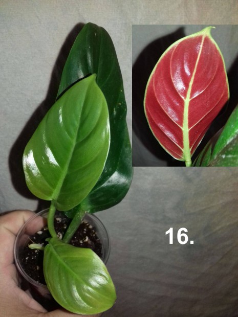 Philodendron subhastatum red 16.sz