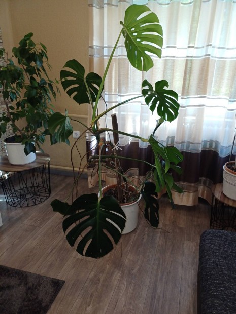 Philodendron szobanvny