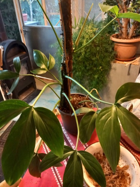 Philodendron szobanvny 