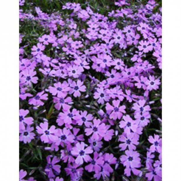 Phlox subulata sziklakerti flox talajtakar tavaszi kontneres