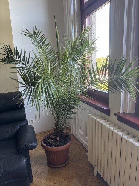 Phoenix canariensis plma