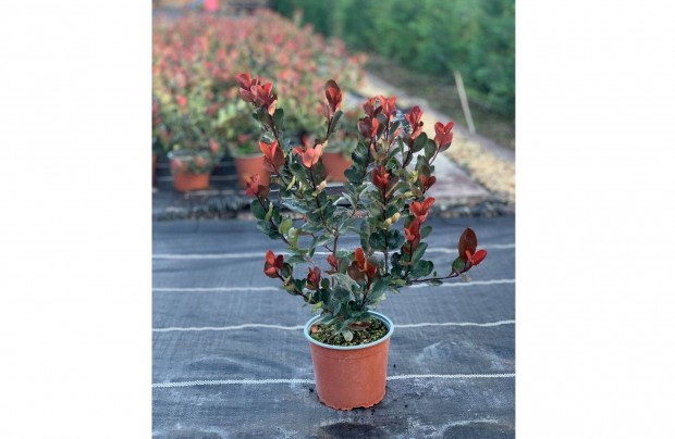 Photinia ,,Little Red Robin,, Trpe Korallberkenye 20/30cm Termeltl!