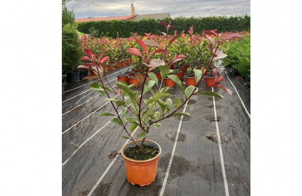 Photinia ,,Louise,, Korallberkenye 50-60cm Termeltl! Orszgosan!