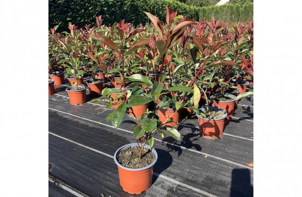 Photinia ,,Red Robin,, Korallberkenye 50-60cm Termeltl! Orszgosan!