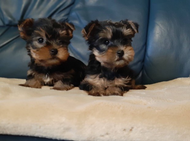 Pici méretű yorkshire terrier eladó