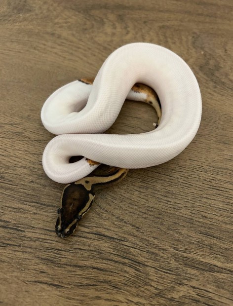 Piebald het candy hm kirlypiton