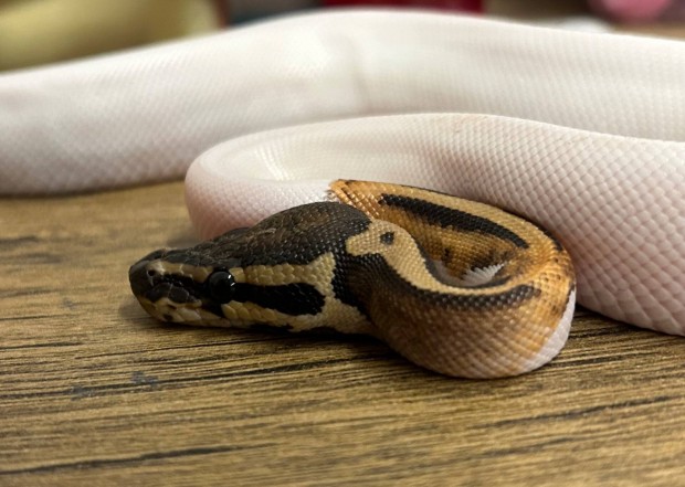 Piebald het candy királypiton