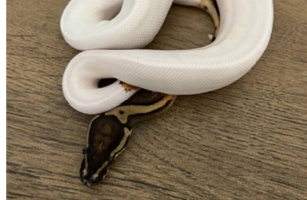 Piebald het candy kiralypiton