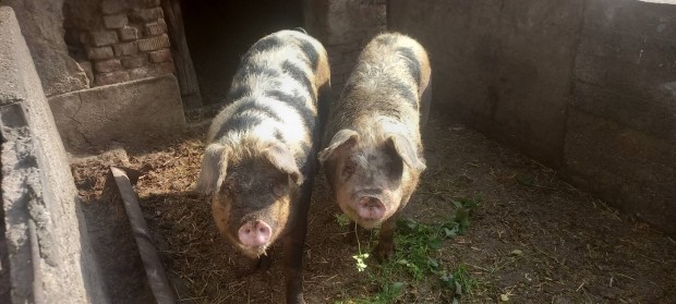 Pietrain duroc hízók